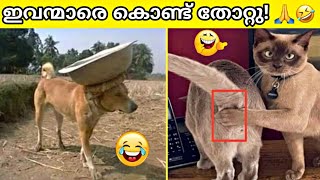 മൃഗങ്ങളുടെ ചില തമാശകൾ!😂 | Funny Animal Moments | Malayalam | Razin Visuals