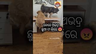 ଅଭଦ୍ର ଛୁଆ 😡#odia #funnycomedy #funny