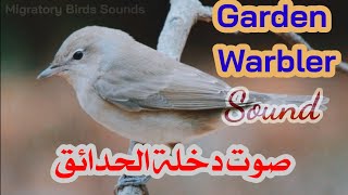 صوت دخلة الحدائق |  Garden Warbler Sound