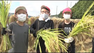 黄金色にこうべを垂れる稲穂　慣れない手つきで小学生稲刈り