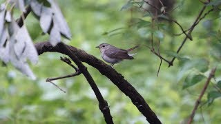 河口湖フィールドセンターのキビタキ（雌）の水浴び　その４６（4K60P動画）