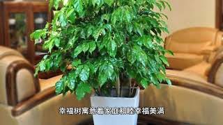 十种耐阴的客厅大型绿植，让你的客厅变成一个小森林！