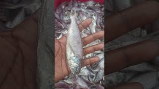 மோசமான மீன் இத சாப்டாதீங்க கழிவு #fish #fishes #fishmarket #fishing #seafood #sea #nature