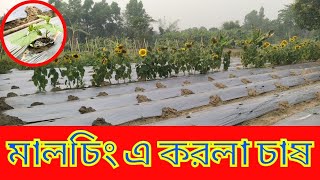 মালচিং এ করলা চাষ। আধুনিক পদ্ধতিতে করলা চাষ