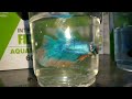 unboxing 200 full moon betta fish