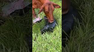 Don’t ask me how she did it..#funny #cattle #calf #birthday