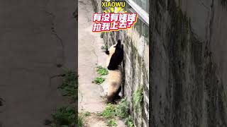 莽小五都伸这么久手了，怎么没游客把它拉上来 #pandacub #cute #animals #funny #パンダちゃん #パンダ君 #cutepanda #pets #パンダ #パンダくん