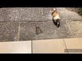 【おもしろかわいい動物】猛ダッシュするモルモット