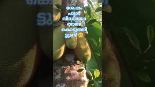 ചക്ക ഇട്ടപ്പോൾ #rkgtechfamilyvlog #jackfruit