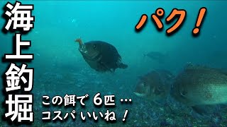 海上釣堀まるやで、鯛とヒラマサ釣って来ました。真冬にもかかわらずエサ盗りが多く、自家製のエサが活躍…ヒラマサ１匹と、真鯛６匹釣れました。