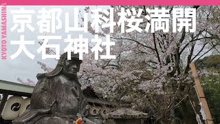 【京都山科を歩く】京都山科 大石神社 桜満開 2023.3.25 Kyoto Yamashina Oishi shrine