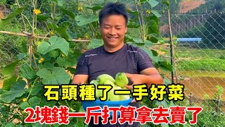 石頭隱居深山養殖，種了一手好菜，2塊錢一斤打算拿去賣了【石頭秀】