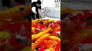 Magical bed sheet with koi fish, good luck koi fish pond, mobile phone special effects, video ed