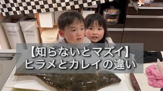 【有料級】誰も知らないヒラメとカレイの違いを教えます