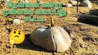 தென்னை கன்று வளர்ப்பு | விவசாயி Tips | Saha Vlogs | Love to Farming ❤️💐