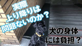 犬は階段の上り下りは問題ないの？身体への負担は？　A dog going up and down the stairs