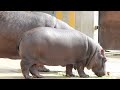 【東武動物公園へ】まんぷく君（カバ）のお別れ会♩とべ動物園にて