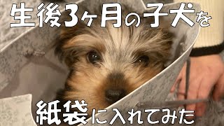 紙袋からひょこっと顔を出すヨークシャーテリアがかわいい