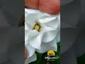 cape jasmine பாரிஜாத மலர் gardenia jasminoides தேவலோக மலர் நந்தவனப்பூ rubiaceae