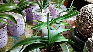 🌿MONOPODIAL ORCHIDS PART II🍀 🦊RHYNCHOSTYLIS \u0026ANGRAECUM ⭐…………