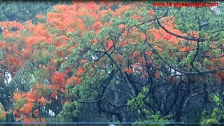 অঝোরে বৃষ্টি স্নাত -কৃষ্ণচূড়া । The Beauty of Nature.