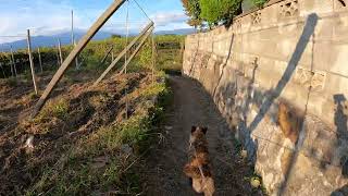 ぶどう農園の作業　愛犬と散歩　夕のルーティン　愛犬と畑を回る　生育状況　新品種　ぶどう農園　日々の暮らし　自然　ペット