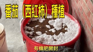 【休閒小菜園】番茄（西紅柿）種植，有機肥料過篩！