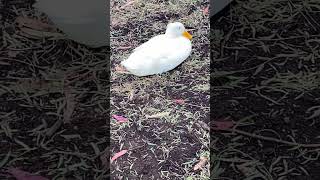 Duck 🦆 #subscribe #shorts #youtubeshorts #duck #viral #nature #short