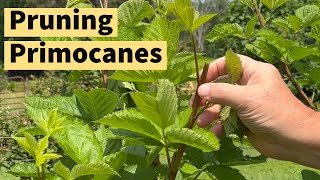 🍇 Master the Art of Pruning Blackberries ✂ Expert Tips and Techniques    #prunin