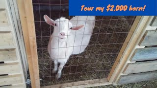 Tour of our incredible, expanding $2,000 goat barn!