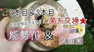 【能勢YG＆マツノ久留米】菌糸交換♪デカ幼虫はでるか？！