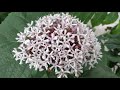 beautiful clerodendrum bungei