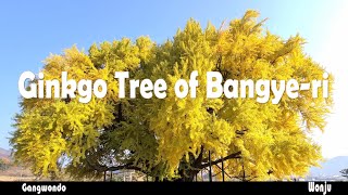 노란색으로 물든 반계리 은행나무┃원주 단풍명소 2K┃Ginkgo Tree of Bangye-ri, Wonju