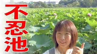 東京観光【上野公園】不忍池のハスがおかしい・・・！アラフィフ独女の一人旅