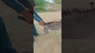 donkeys animals enjoy Masti videos on YouTube channel