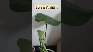 モンステラの葉っぱの観察9日目#モンステラ #観葉植物#植物 #観葉植物のある暮らし #観葉植物育て方#ガーデニング  　