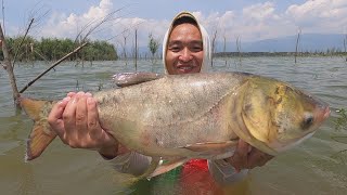 爆網了，200米的魚網掛滿了魚，沒想到淺水還能網到這麽大的魚