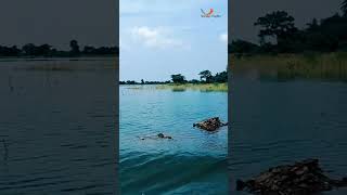 Water Release from Mukutmonipure dam of Kangsabati River