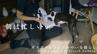 子犬を飼うと朝は忙しい？/ボストンテリアとフレンチブルドッグ