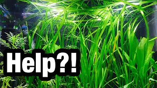 Vallisneria Jungle Val is Melting? Not Growing?