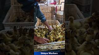 Duck egg incubation and hatching- The workers do their job perfectly || #machine #shorts