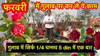 फरवरी में गुलाब पर करें ये काम #rose #gardens #houseplants