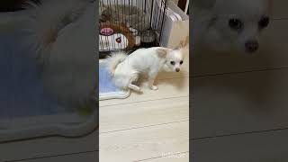 “上手におしっこ出来てるでしょ”とドヤ顔してくる犬のしっぽちゃん