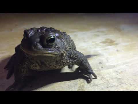 How do you tell if a toad is hibernating?