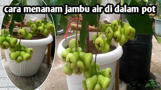 Cara menanam jambu air dalam pot