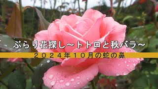 ぶらり花探し～トトロと秋バラ　２０２４年１０月の蛇の鼻