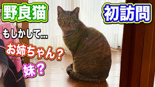 初訪問の野良猫もしかしてテトのお姉ちゃん？妹？