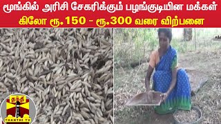 மூங்கில் அரிசி சேகரிக்கும் பழங்குடியின மக்கள்... கிலோ ரூ.150 - ரூ.300 வரை விற்பனை