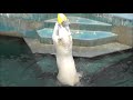 2014年5月18日　釧路市動物園　ホッキョクグマ　ミルク２