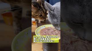 【猫】祝300人記念！昨日の続きです #cat #kawaii #ベンガル #ロシアンブルー